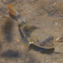 Marilyna pleurosticta