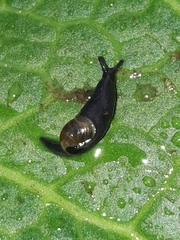 Vitrinobrachium breve