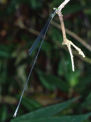 Mecistogaster amalia