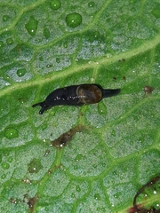 Vitrinobrachium breve