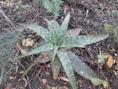 Aloe greatheadii davyana
