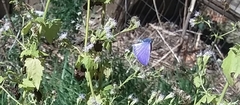 Leptotes marina
