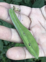 Gonolobus erianthus