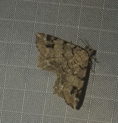 Macaria pinistrobata