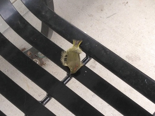Ruby-crowned Kinglet photographed in New Jersey