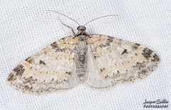 Lobophora