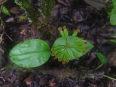 Malaxis histionantha