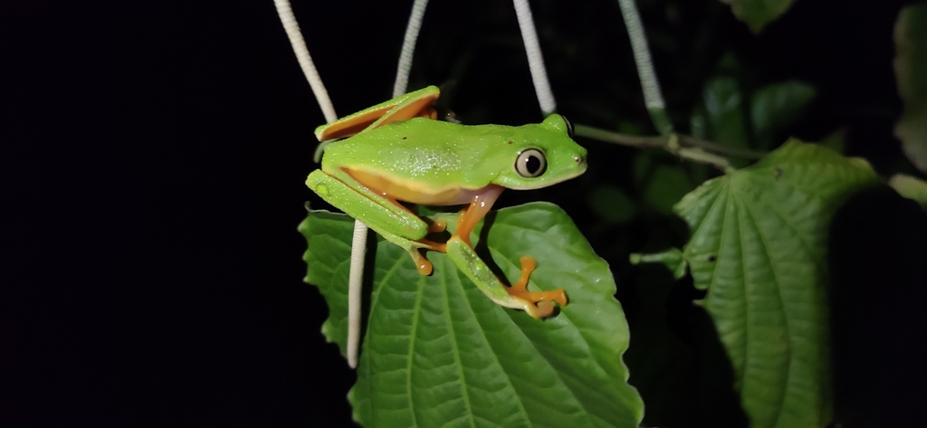 Rancho Grande Leaf Frog