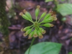 Malaxis histionantha