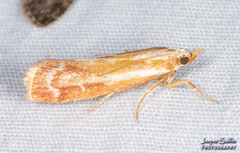 Odontiinae