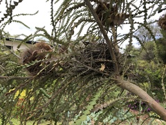 Anthochaera carunculata
