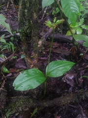 Malaxis histionantha