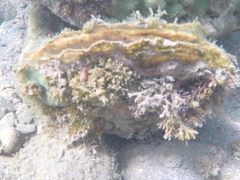 Pinctada mazatlanica