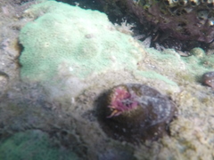 Bunodosoma californica