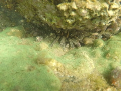 Eucidaris thouarsii