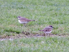 Charadrius vociferus