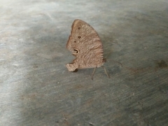 Melanitini