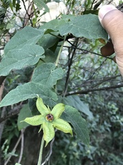 Gonolobus erianthus