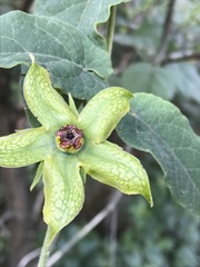 Gonolobus erianthus