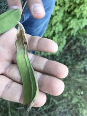 Gonolobus erianthus