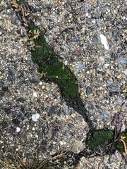 Bryopsida