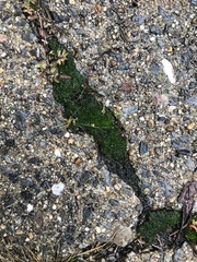 Bryopsida