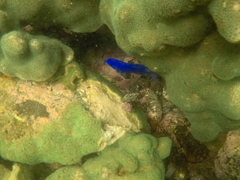 Stegastes rectifraenum