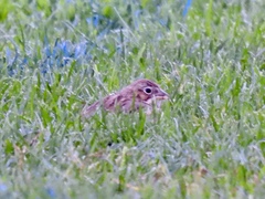 Pooecetes gramineus