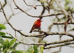 Piranga rubra