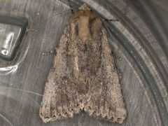 Protoperigea umbricata