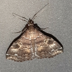 Phlyctaina irrigualis