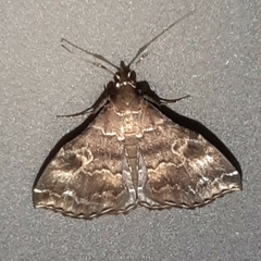 Phlyctaina irrigualis