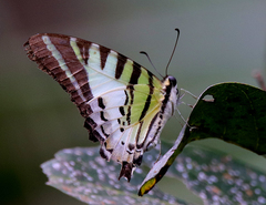 Graphium euphrates