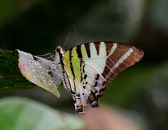 Graphium euphrates