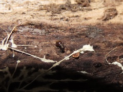 Bertkauia crosbyana