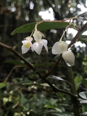 Begoniaceae