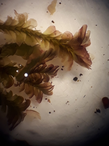 Syzygiella tasmanica