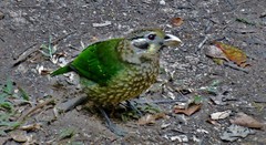 Ailuroedus maculosus