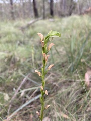 Pterostylis melagramma