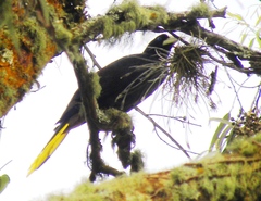 Psarocolius decumanus