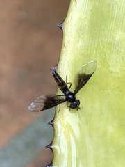 Ocyptamus antiphates