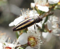 Castiarina vittata