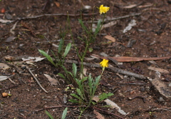Goodenia pusilliflora