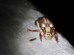 Anoplognathus abnormis