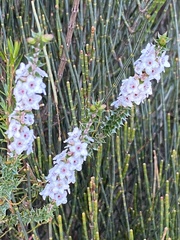 Epacris gunnii