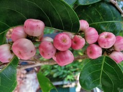 Glochidion harveyanum