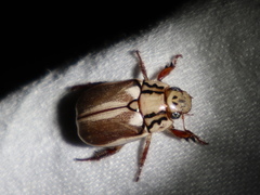 Anoplognathus abnormis