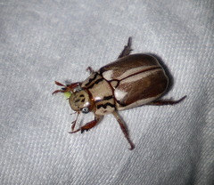 Anoplognathus abnormis