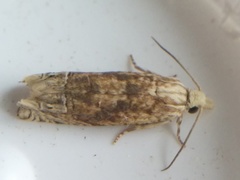 Eucosma ochrocephala