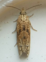 Eucosma ochrocephala